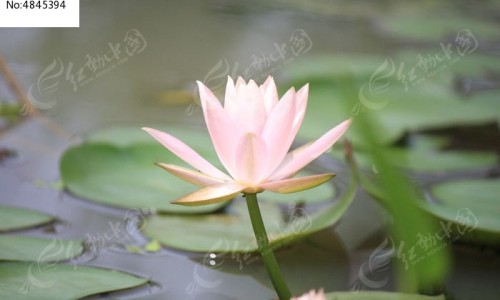 河虾功效与作用和主治-河虾的功效与禁忌、河虾的营养成分与食用功效 -河虾公功效网