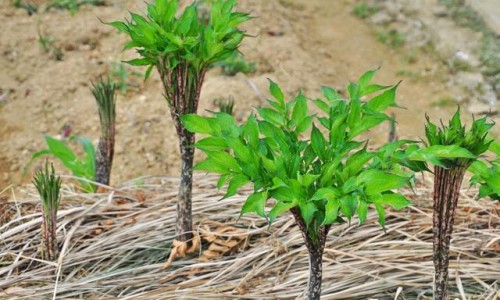河虾功效与作用和主治-河虾的功效与禁忌、河虾的营养成分与食用功效 -河虾公功效网